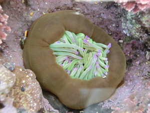Itsas anemona arrunta